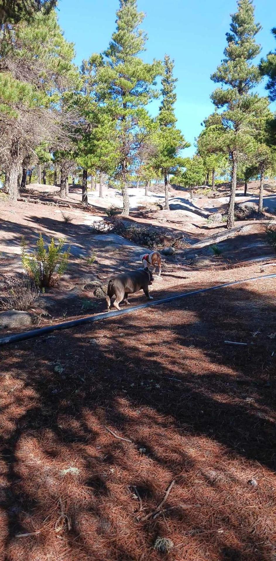 Casa Azul Mountain Retreat Διαμέρισμα Vega de San Mateo Εξωτερικό φωτογραφία